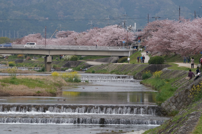 鴨川の桜　北山大橋から御園橋にかけて_b0063958_22245267.jpg