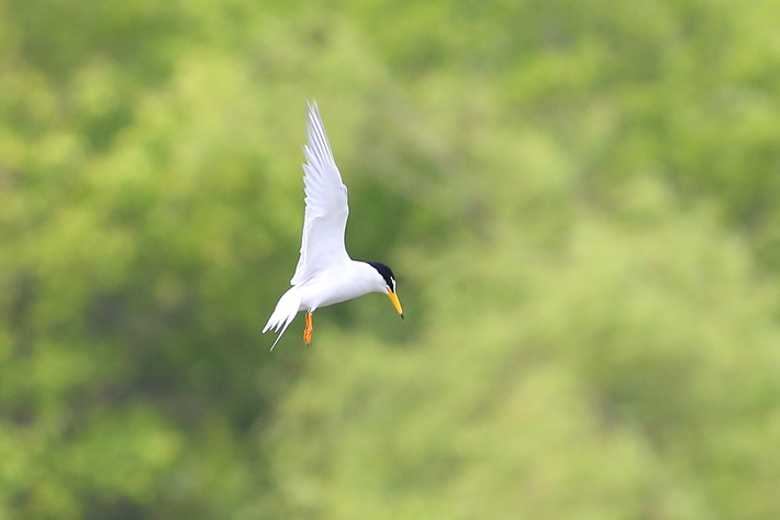 5月2日の水元公園の野鳥・コアジサシ_d0350160_22264391.jpg