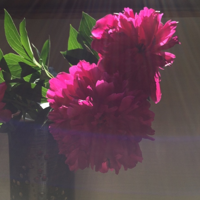 毘沙門さまとの出会い 芍薬_c0348065_02305946.jpeg