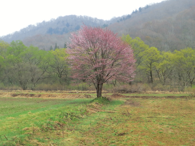 「一本桜」恐るべし！！_c0160368_1862619.jpg