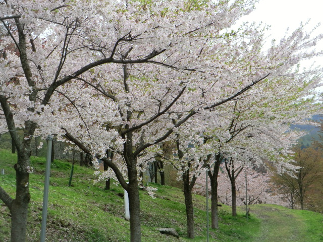 「一本桜」恐るべし！！_c0160368_1872519.jpg