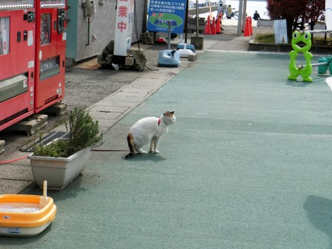 4/8～10、富山旅行⑦～夜の富山駅→海王丸パーク_e0045768_21112593.jpg