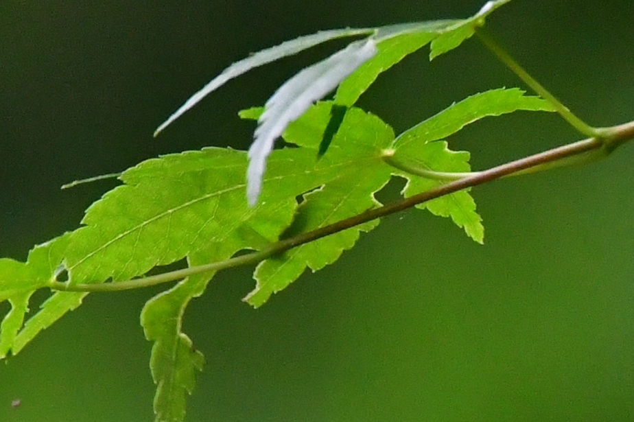 f0053272_14565577.jpg