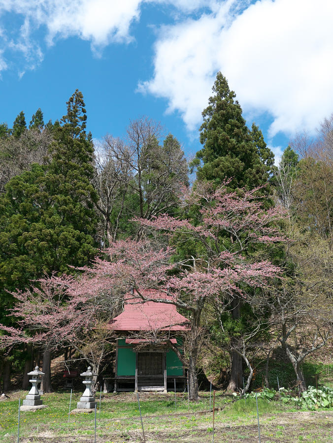 八幡平周辺の桜_e0282173_19200566.jpg