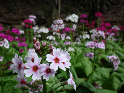 再び英彦山（福岡県添田町）_d0182075_4362679.jpg