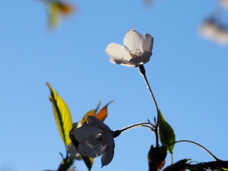 c0183777_7252948.jpg