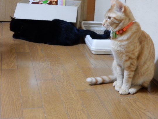 栗ちゃんレポート(13)_e0355177_21292029.jpg