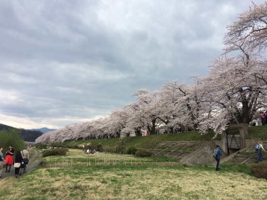 2016角館　桜_f0056278_00004786.jpg