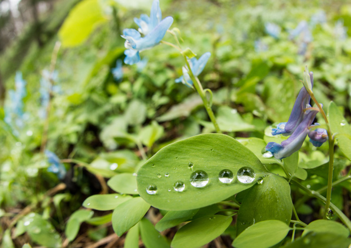 小雨の中の森_a0073281_8595713.jpg