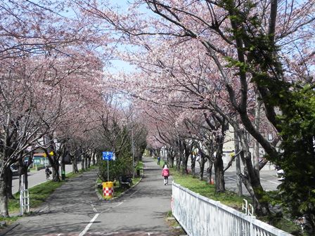 【白石ココロード】の桜開花状況_b0055585_15521430.jpg