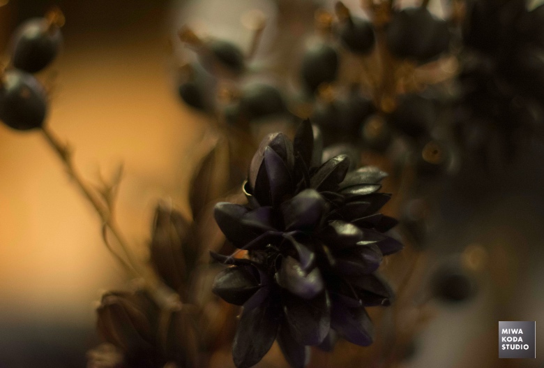 May 3, 2016 黒いお花 Black Flower _a0307186_7281585.jpg