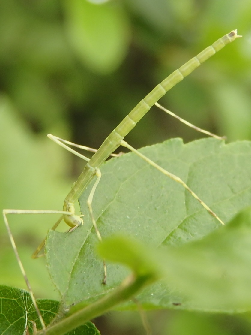 ナナフシの幼虫 Baculum Elongatum 写ればおっけー コンデジで虫写真