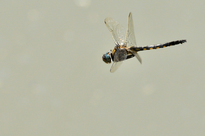 a0143491_22532211.jpg