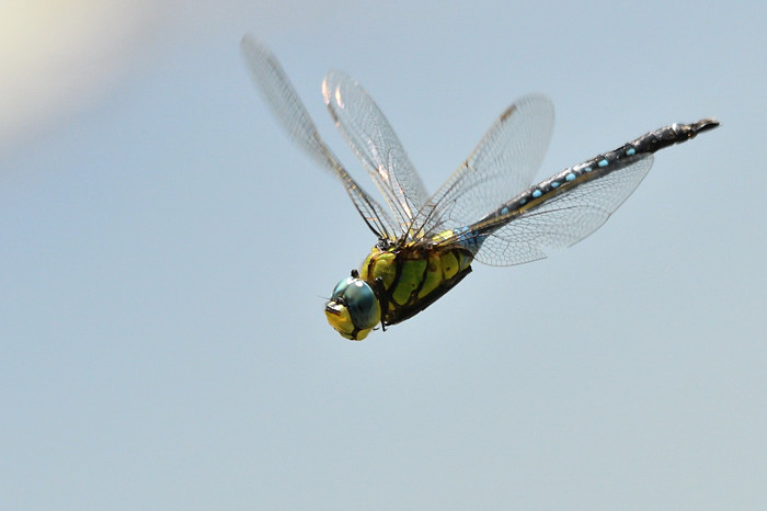 a0143491_22543633.jpg