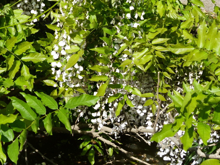 c0324393_20175044.jpg