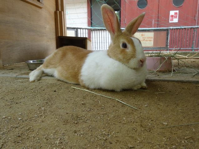 こわい?看板_c0290504_18541442.jpg