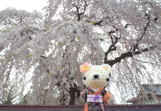 函館のお隣・北斗市の桜めぐり♪_f0340004_17380017.jpg