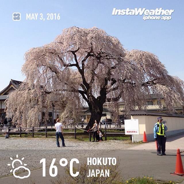 函館のお隣・北斗市の桜めぐり♪_f0340004_17382818.jpg