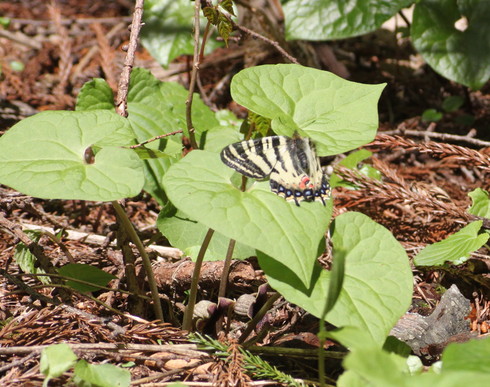 長野                     ヒメギフチョウ産卵2016/04/30②_d0251807_5282897.jpg