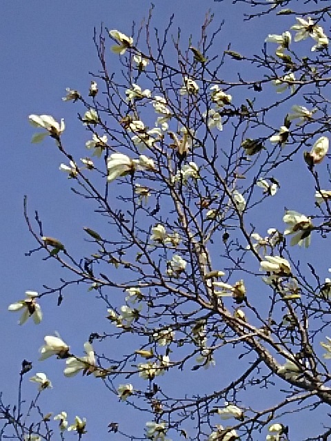 気を取り直し、桜の咲き具合を見に行く_f0316507_14500208.jpg