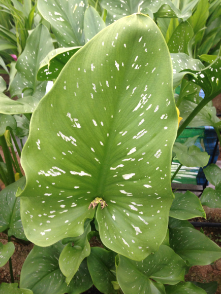 カラーの葉_d0099708_08505326.jpg