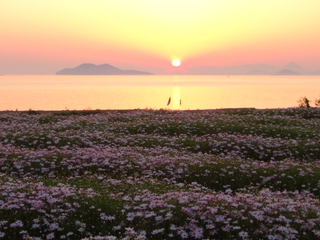 『フラワーパーク浦島』のマーガレット日本一…2016/5/1_f0231709_126162.jpg