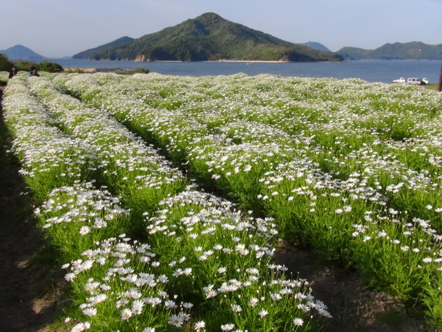 『フラワーパーク浦島』のマーガレット日本一…2016/5/1_f0231709_1283649.jpg