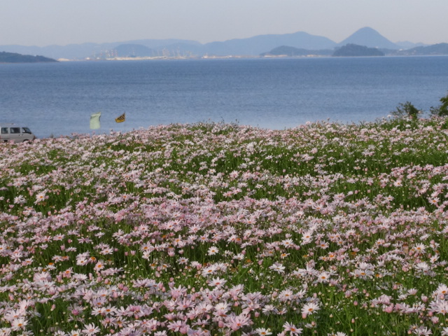 『フラワーパーク浦島』のマーガレット日本一…2016/5/1_f0231709_130832.jpg