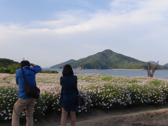 『フラワーパーク浦島』のマーガレット日本一…2016/5/1_f0231709_139438.jpg