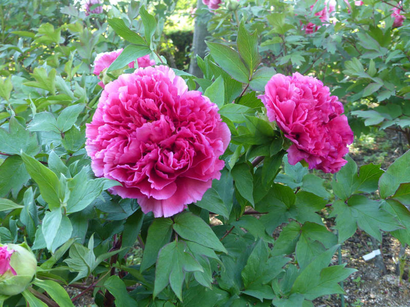 ゴールデンウィーク前半(お花見編)_f0296312_03105120.jpg