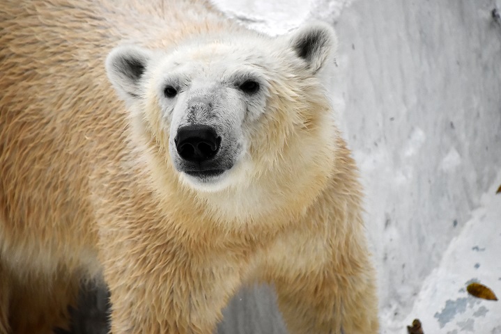 アメリカが次回のワシントン条約締約国会議(CoP17)でホッキョクグマの国際間商取引禁止案の再提出を断念_a0151913_21345894.jpg