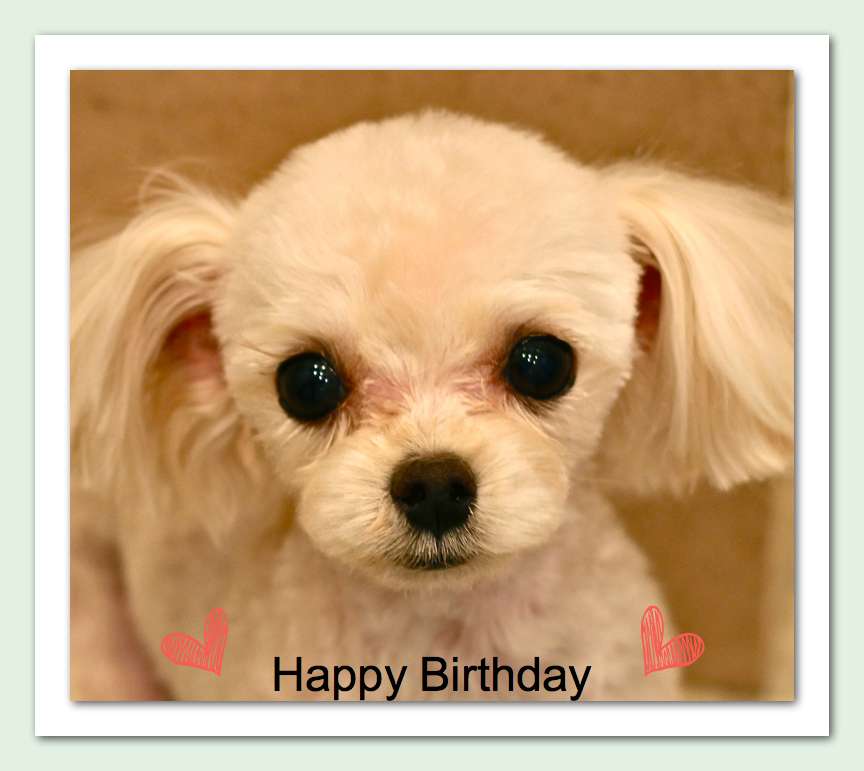 Happy Birthday とろちゃん♡_d0060413_2065557.jpg