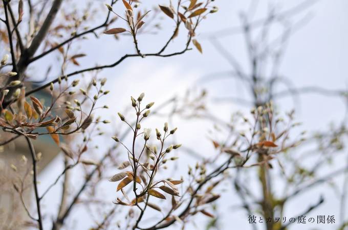 やっと来た桜前線_c0365716_23012771.jpg