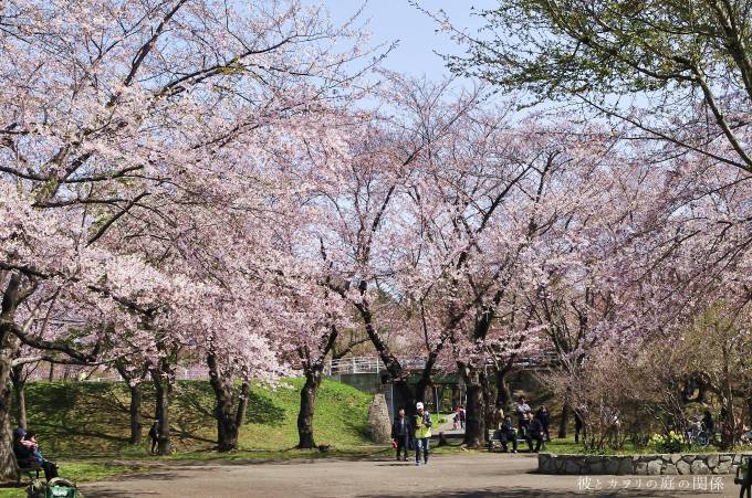 やっと来た桜前線_c0365716_23015587.jpg