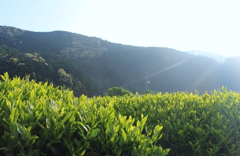 今年も秋葉山で_b0220318_23020676.jpg