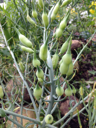 さや大根 Natural Farm Ataboのブログ さや大根 Natural Farm Ataboのブログ