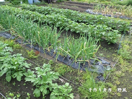 夏野菜の定植 【苗太郎畑編】_b0244034_18360262.jpg