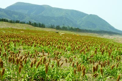 三里浜、コウボウムギも元気です！_c0019338_10321455.jpg