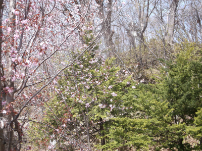 神社の桜_c0006745_5385897.jpg