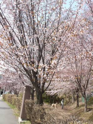 神社の桜_c0006745_5393178.jpg