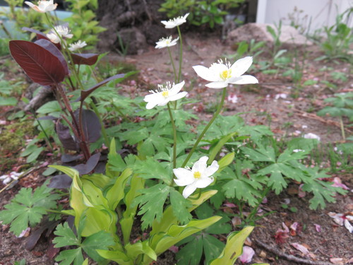 b0238249_2010431.jpg