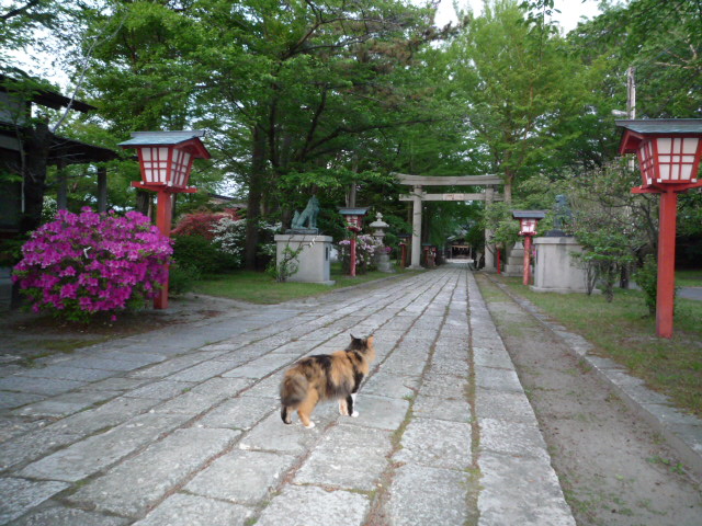 遅ればせながらウグイスがやって来ました_b0238249_2021186.jpg