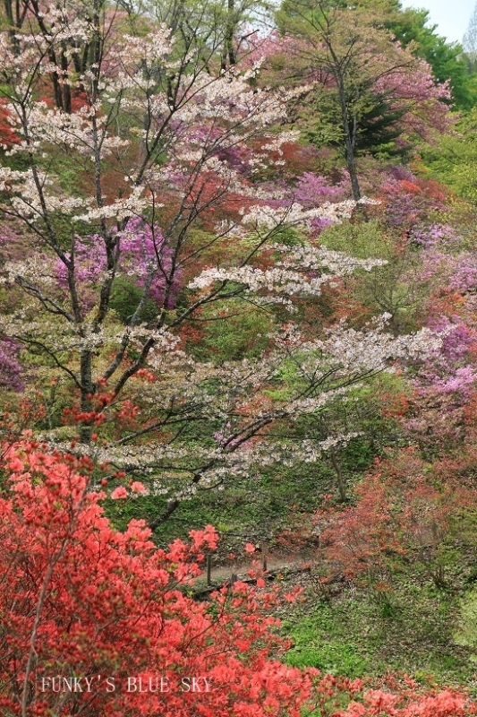 花溢れるポタニカルガーデン♪_c0145250_16421084.jpg