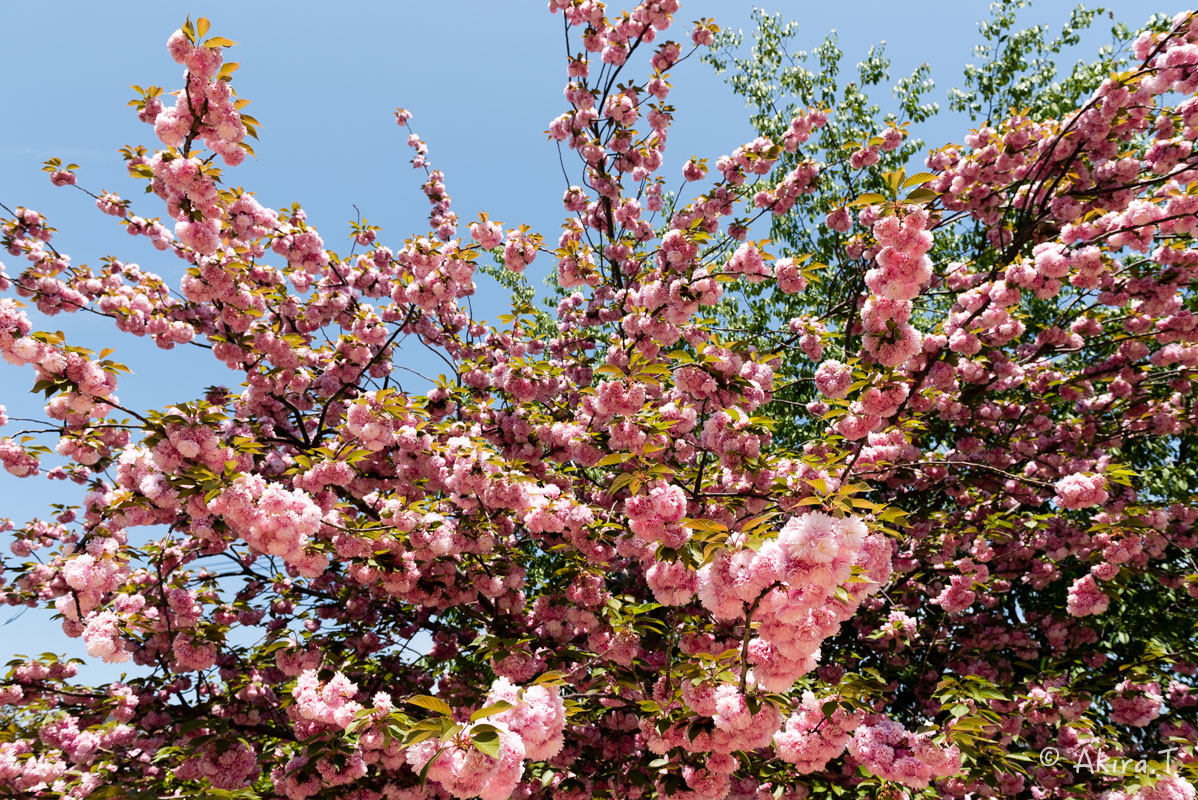 桜井公園 -2-_f0152550_1901877.jpg