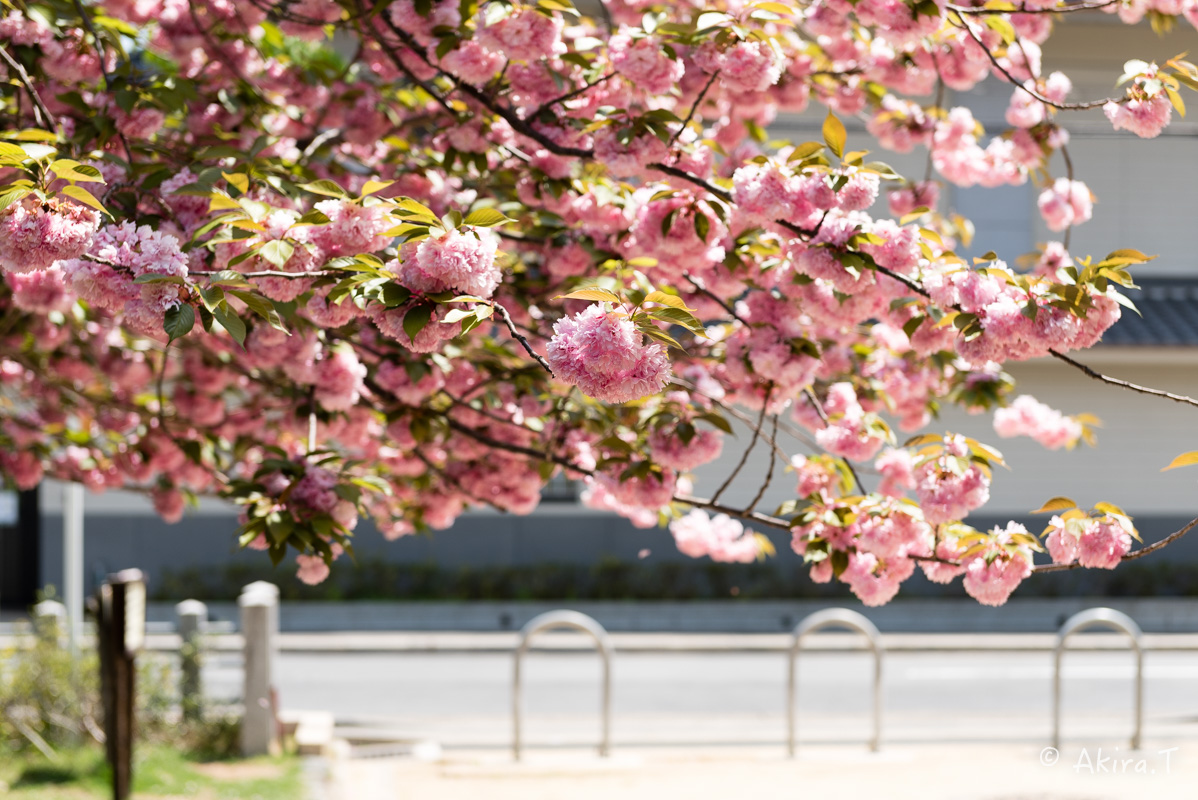 桜井公園 -2-_f0152550_1904513.jpg