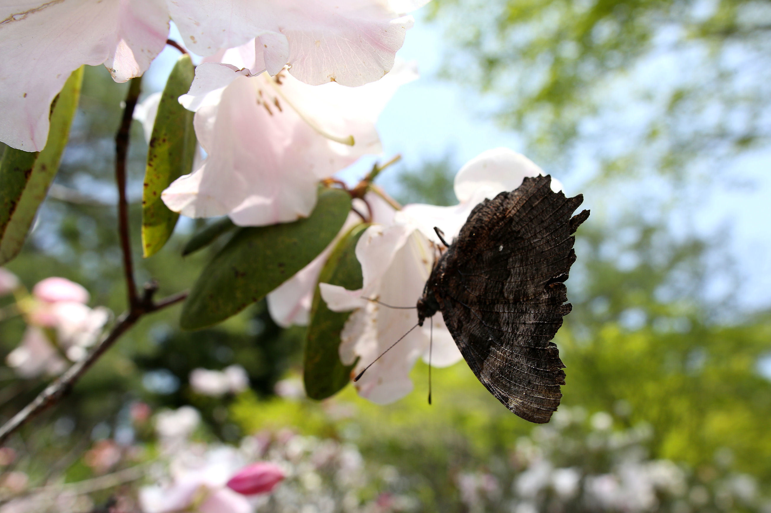 ツツジ：蝶が好む花（2011-2016）_f0345350_18034708.jpg