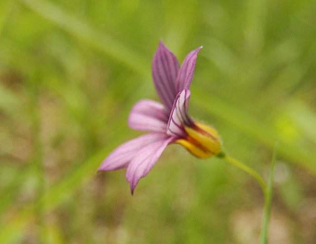                                            　　　美しき花たち・・・草むらの中で_d0075453_1054288.jpg