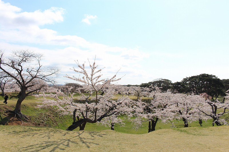 5月1日　五稜郭公園　花見　2_b0250154_06451203.jpg