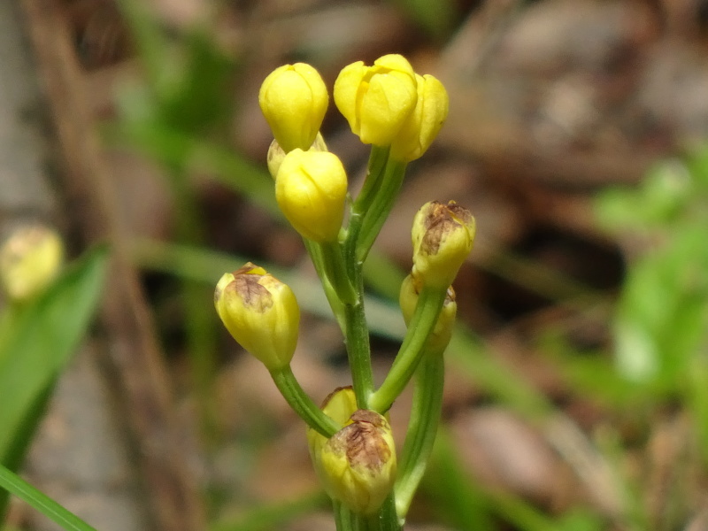 展望台に鯉のぼり舞う　in　孝子の森_c0108460_20250844.jpg