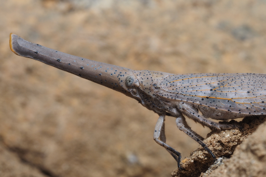 テングビワハゴロモの仲間(Zanna chinensis) （2016年5月3日）_e0272773_22141648.jpg